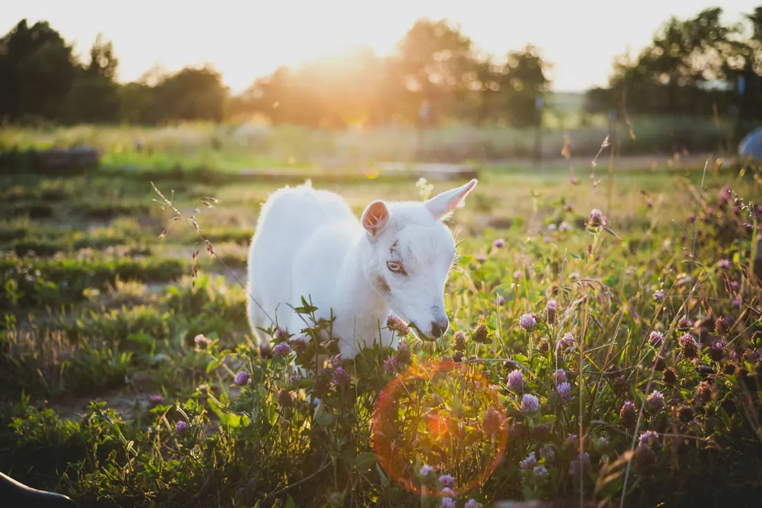 MILK SOURCING