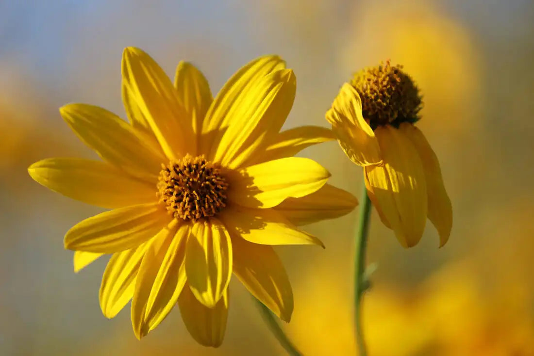 Arnica flower: a natural anti-inflammatory